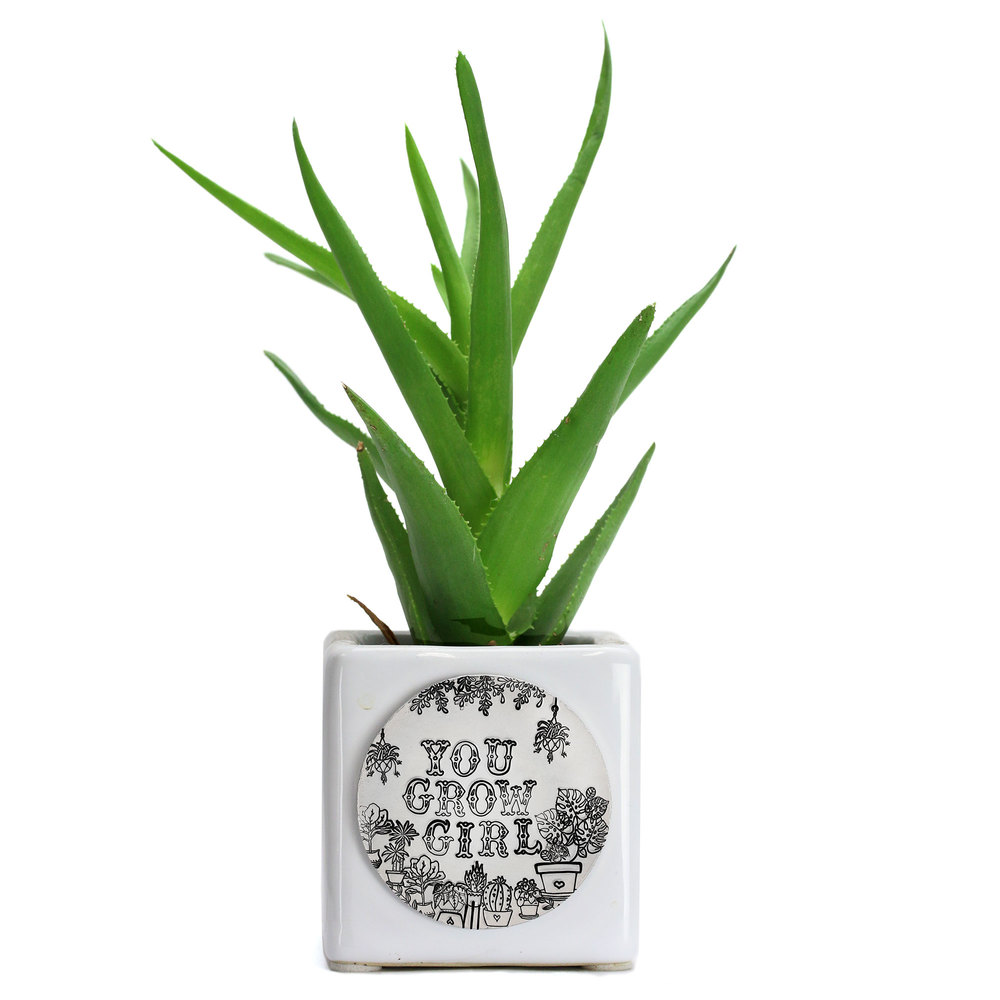 Metal Stamping Tools Pilea, Chinese Money Plant Metal Design Stamp, 8mm - Beaducation Original